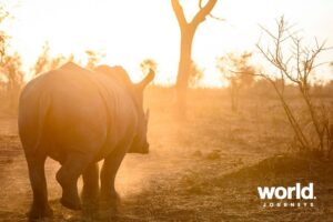 Sabi Sabi rhino