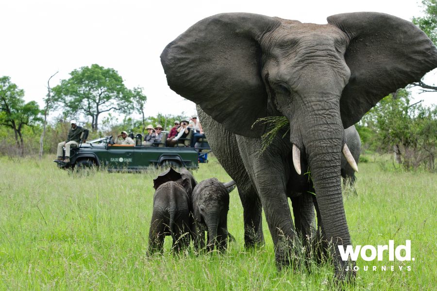 Sabi Sabi safari