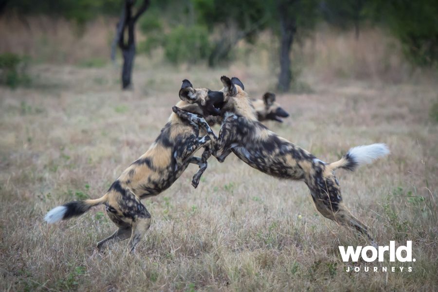 Sabi Sabi wild dogs