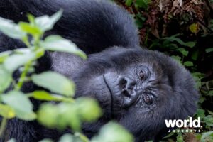 Sabyinyo gorilla