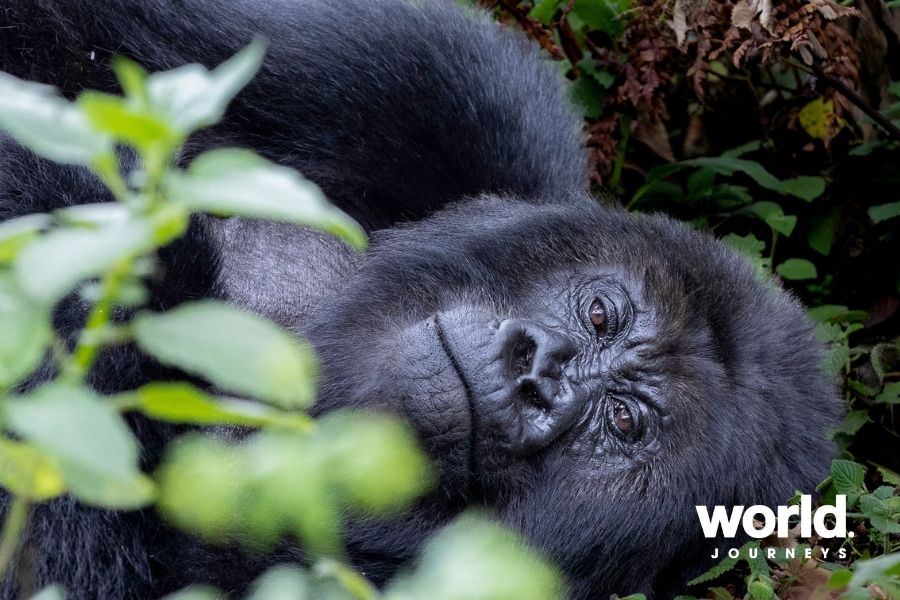 Sabyinyo gorilla