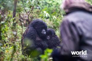 Sabyinyo guest with gorillas