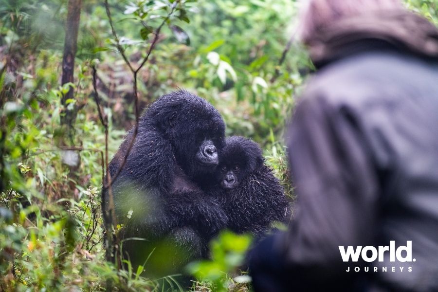 Sabyinyo guest with gorillas