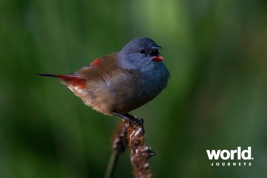 Sabyinyo waxbill