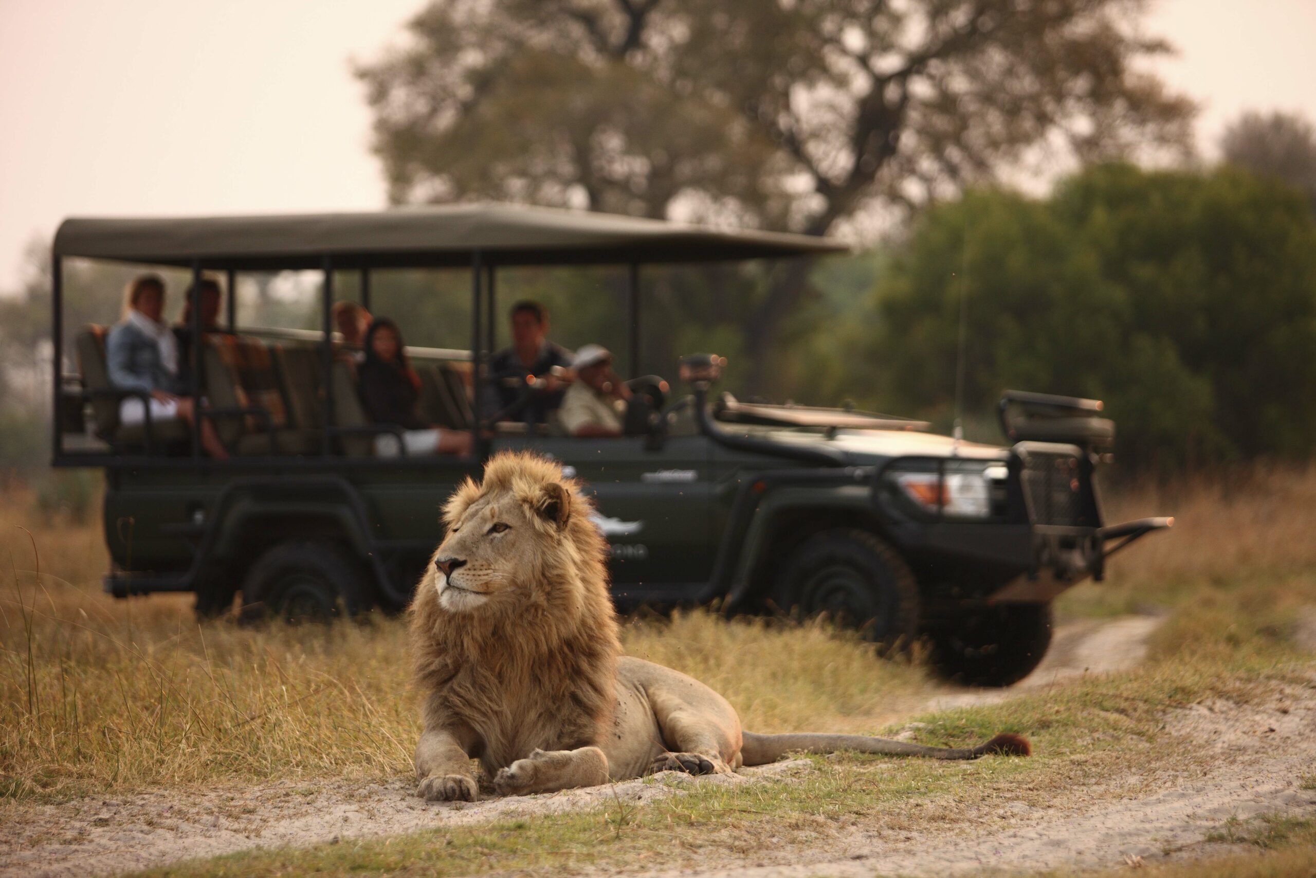 African Lion on Game Drive