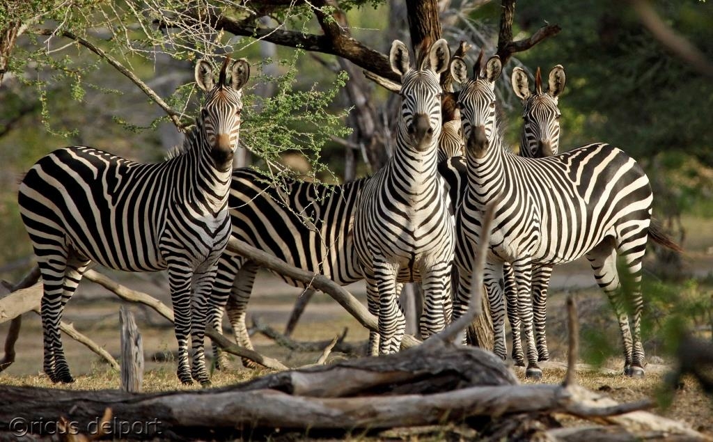 Nyerere & Ruaha