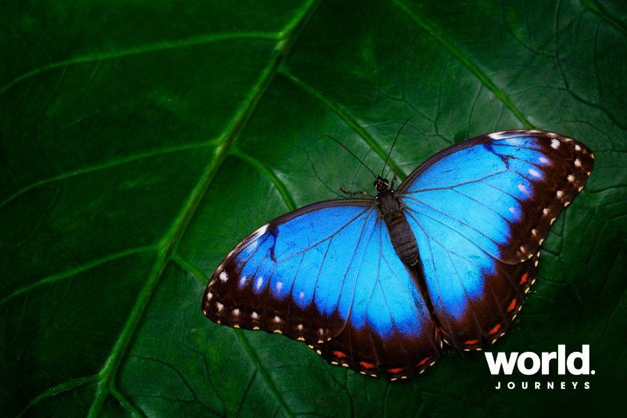 Blue Morph Butterfly