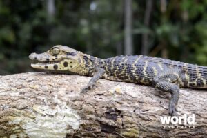 Caiman