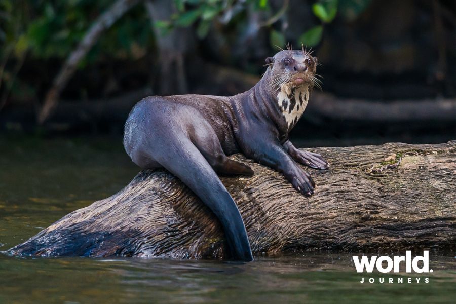 Giant Otter in the Amazon