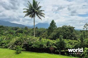 Losari Coffee Plantation