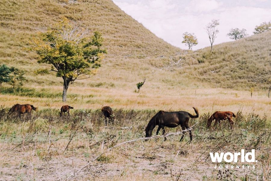 Savana Puru Kambera Horses