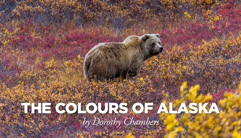The colours of Alaska, by Dorothy Chambers