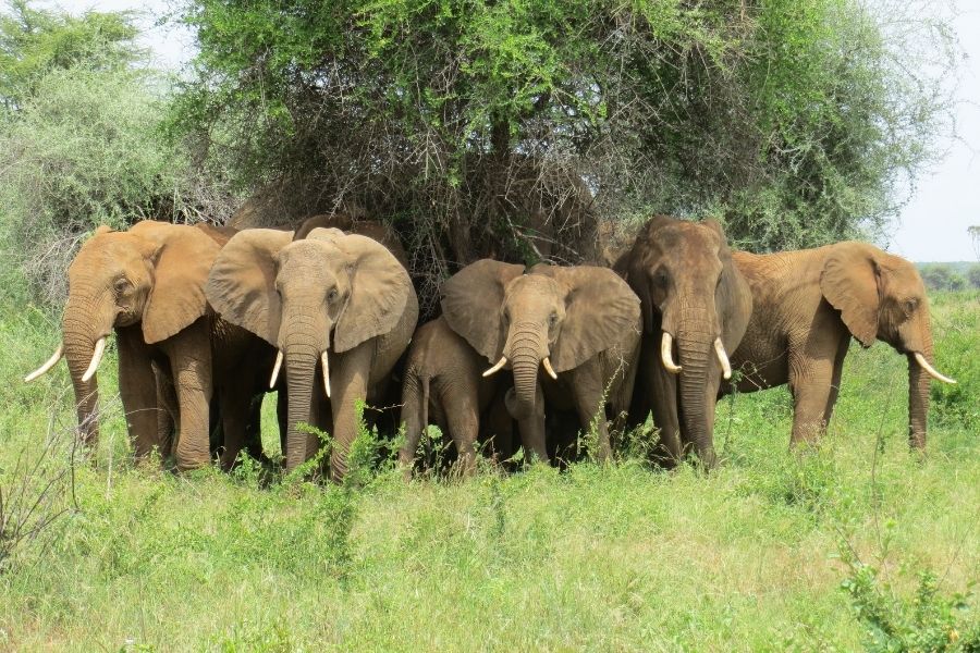 Wings over East Africa