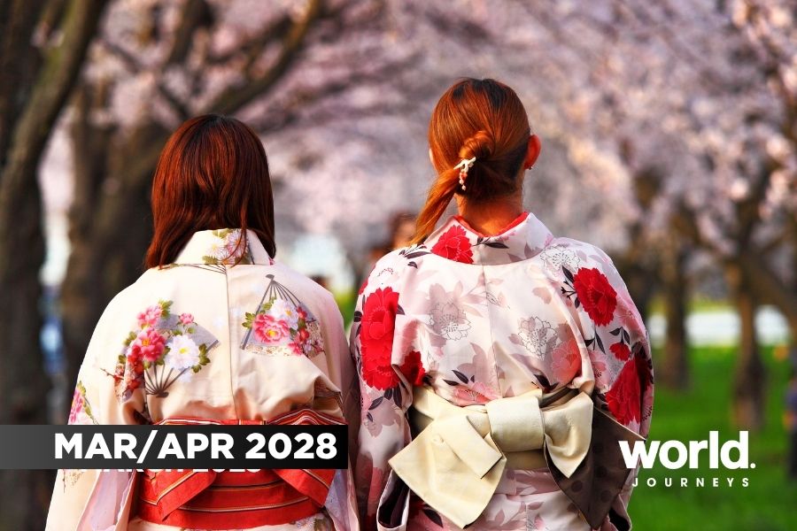 Cherry Blossom Japan