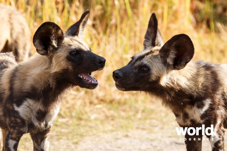 Wild Dog Okavango