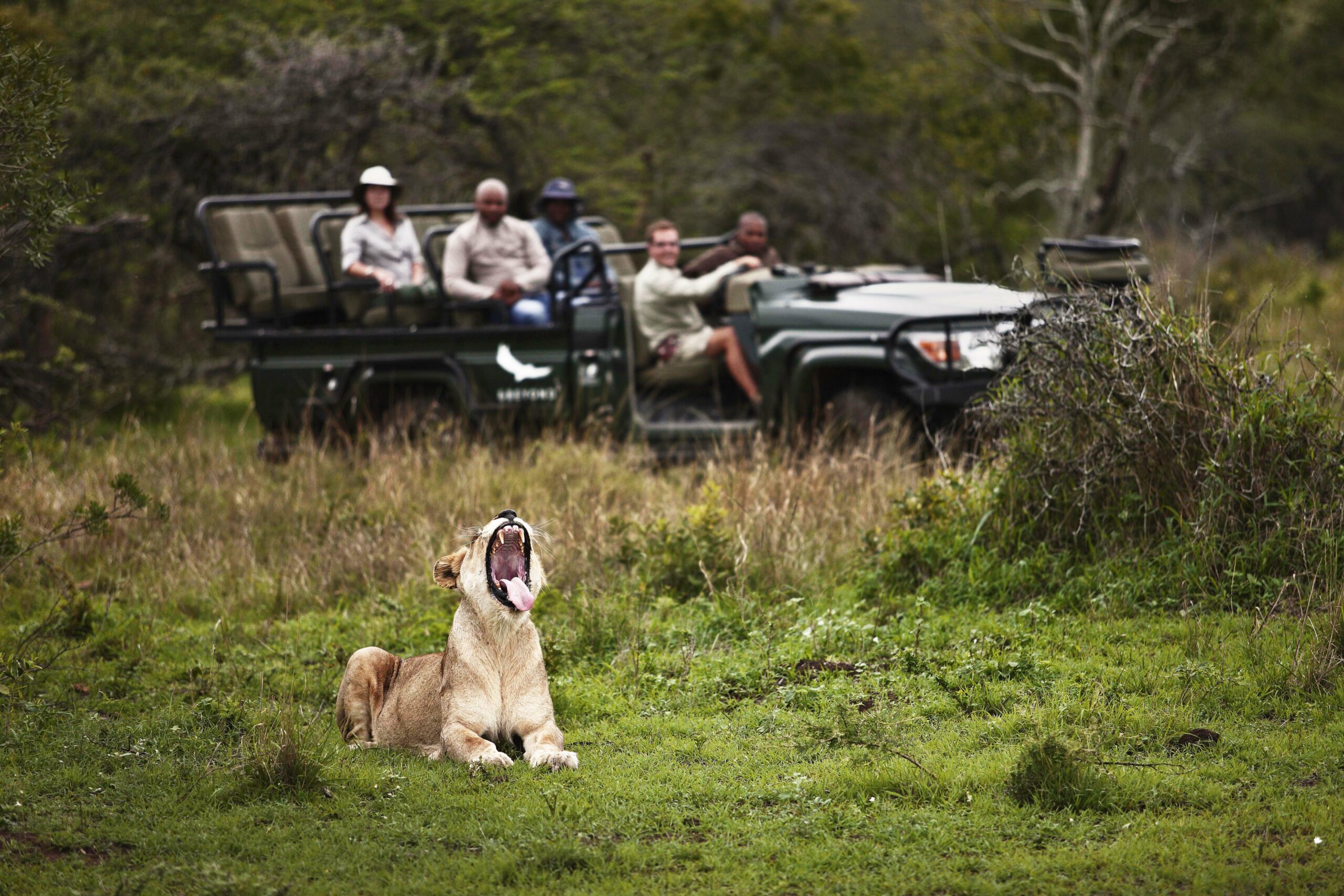 Lion, on safari in Africa