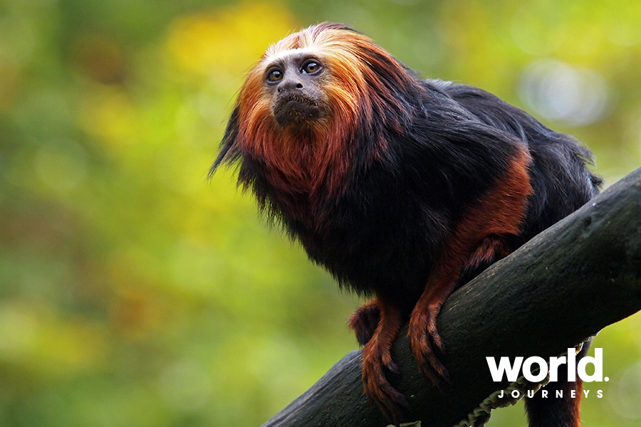 Amazonian wildlife