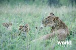 Ol Donyo Lion with cubs