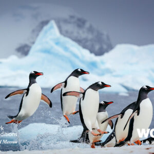 Antarctic Explorer Cruise:  Discovering the 7th Continent