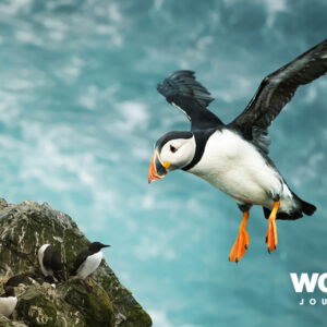 Arctic Saga: Exploring Spitsbergen via the Faroe & Jan Mayen