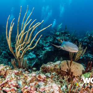 Belize Highlands, Islands & Tikal Ruins