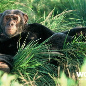 Best of Uganda - Gorillas, Chimpanzees & Wildlife