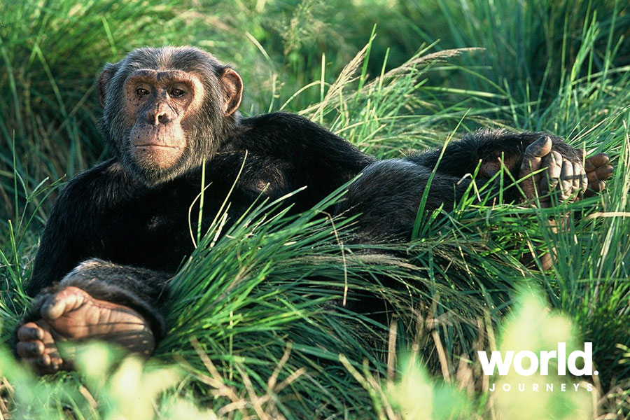 Best of Uganda - Gorillas, Chimpanzees & Wildlife