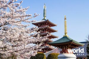 Cherry Blossom Japan, April 2020