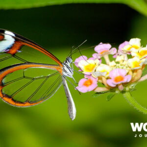 Costa Rica - The Ecotourism Gem