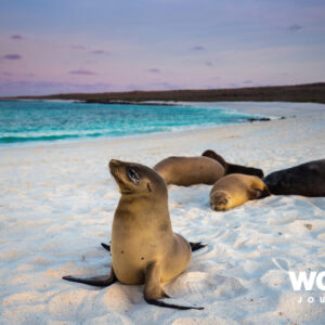 Cruising the Galapagos: Treasure of the Galapagos
