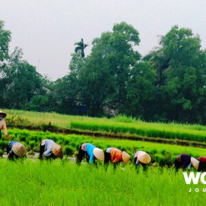 Culinary Delights of Vietnam