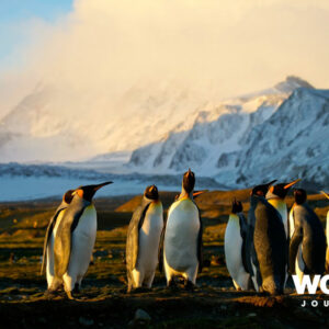 Epic Antarctica: Crossing the Circle via Falklands and South Georgia