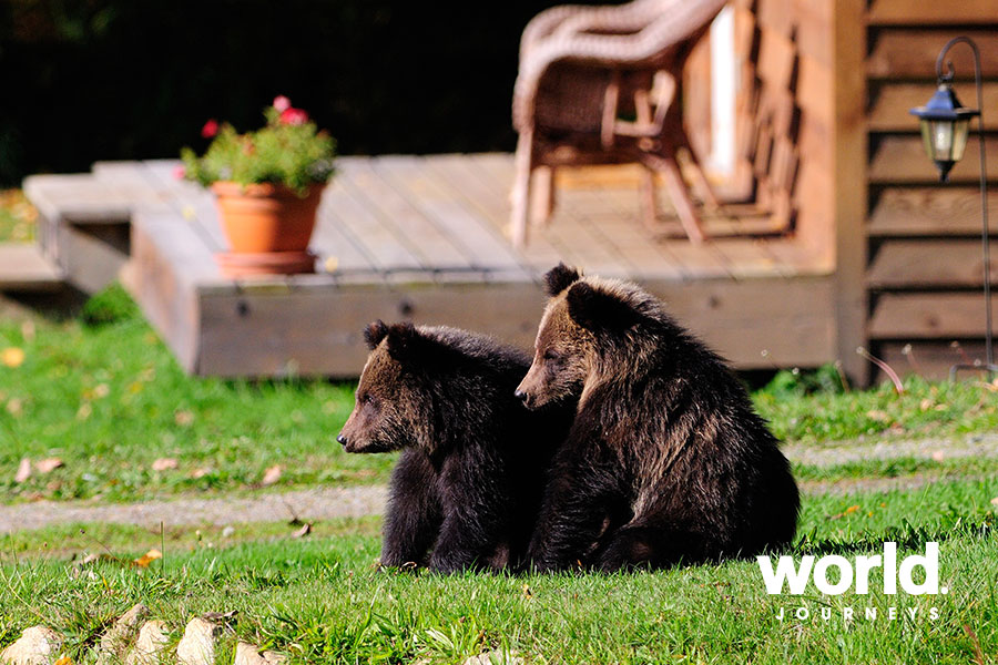 Grizzly Bears at Tweedsmuir Park Lodge
