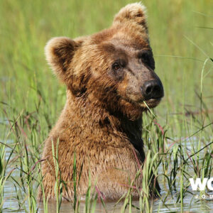 Highlights of Kenai Fjords and Denali Backcountry Lodge Delights