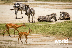 Jewels of Tanzania