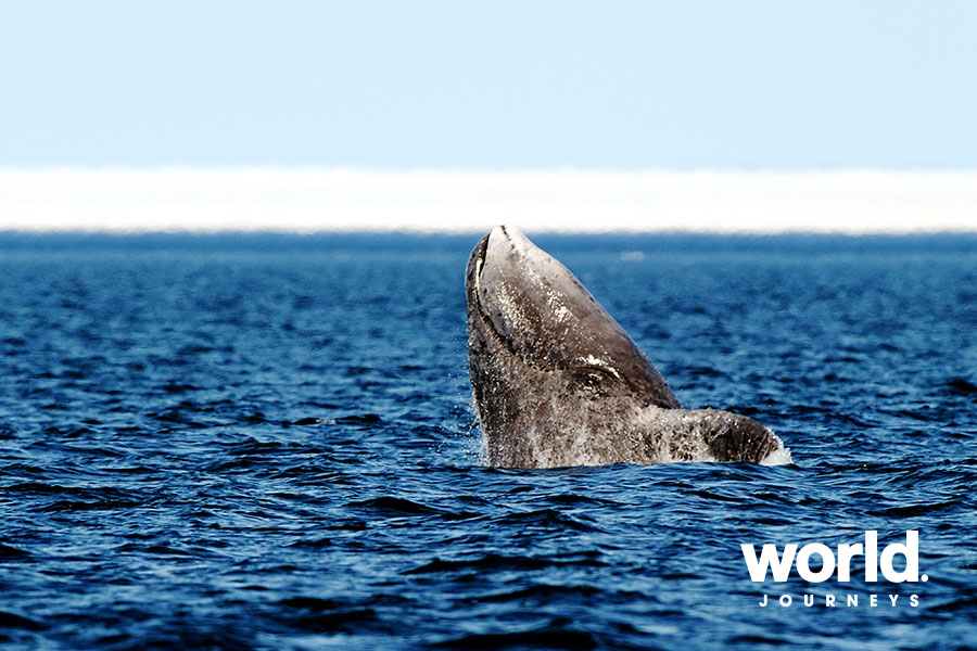 Kings of the Arctic: Polar Bears Bowhead Whales & Walrus