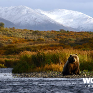 Kodiak Brown Bear Center