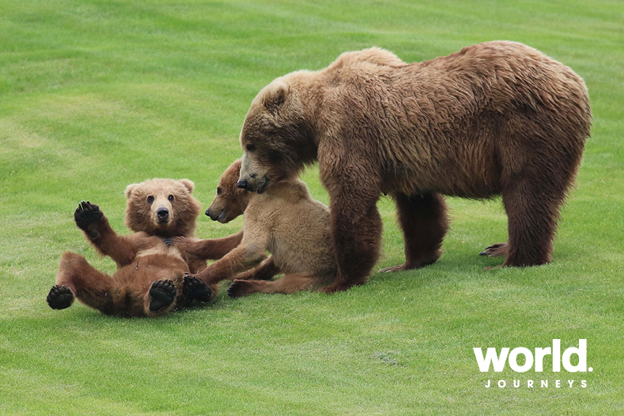 Kodiak Brown Bear Center