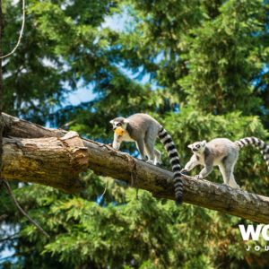 Lemurs and Wildlife