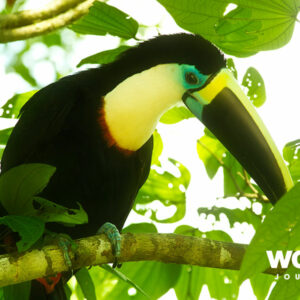 M/V Anakonda Amazon Cruise