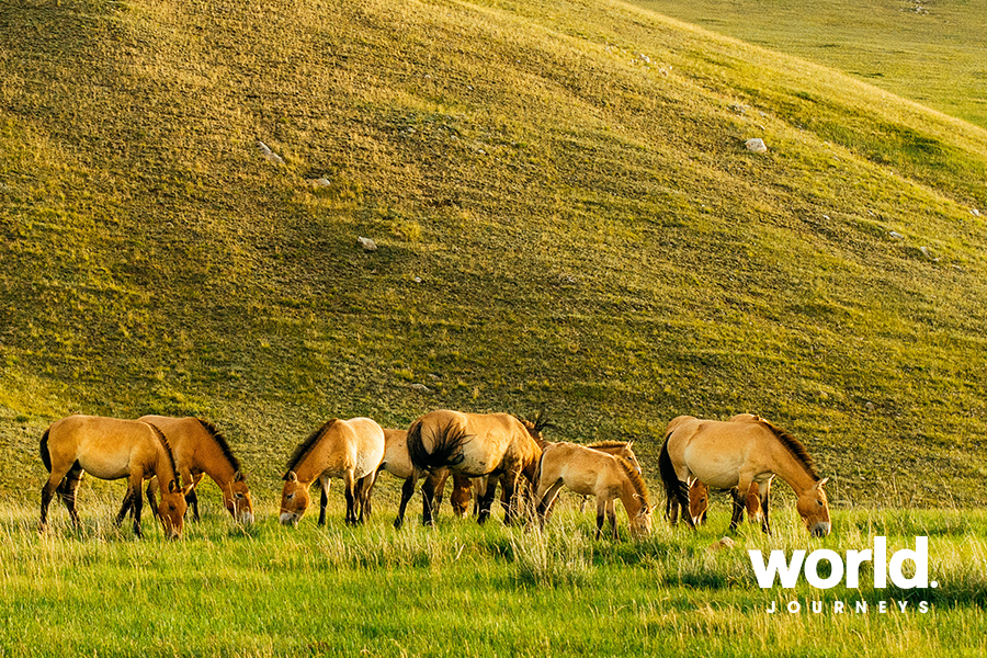 Mongolia's Nomadic East