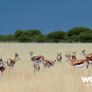 Okavango & Kalahari Contrasts