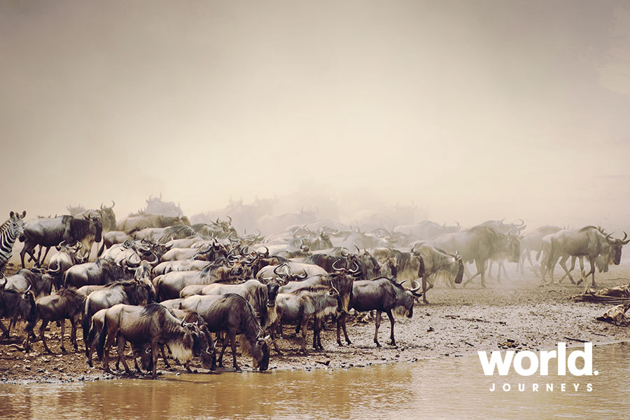 A herd of blue Wildebeest
