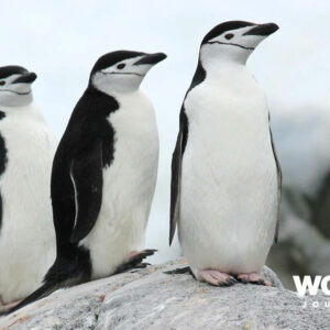 South Georgia and Antarctic Peninsula: Penguin Safari