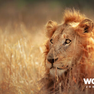 The African Golf Collage