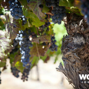 The Chilean Coast & Wine Valleys