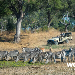 Luangwa River Camp