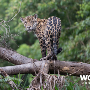 Wildlife of the Pantanal