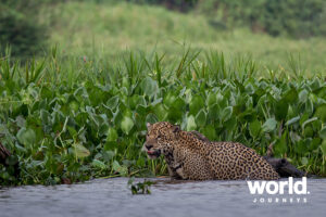 Wildlife of the Pantanal