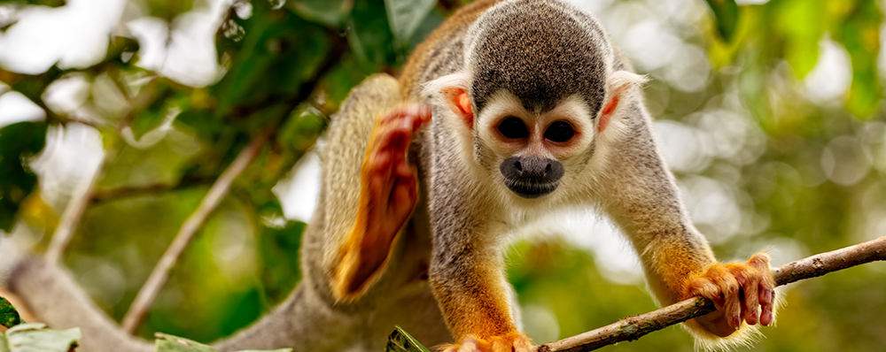 Squirrel Monkey, Amazon